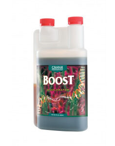Boost Acelerator Canna