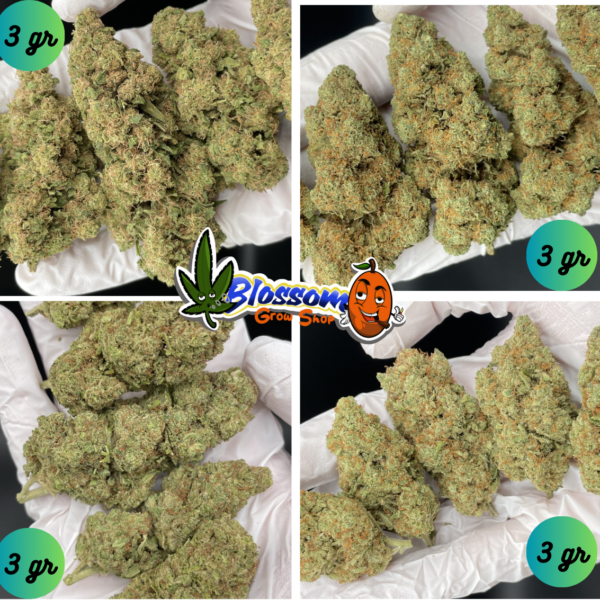 CBD Pack Degustación Flores Blossom (12 gr)